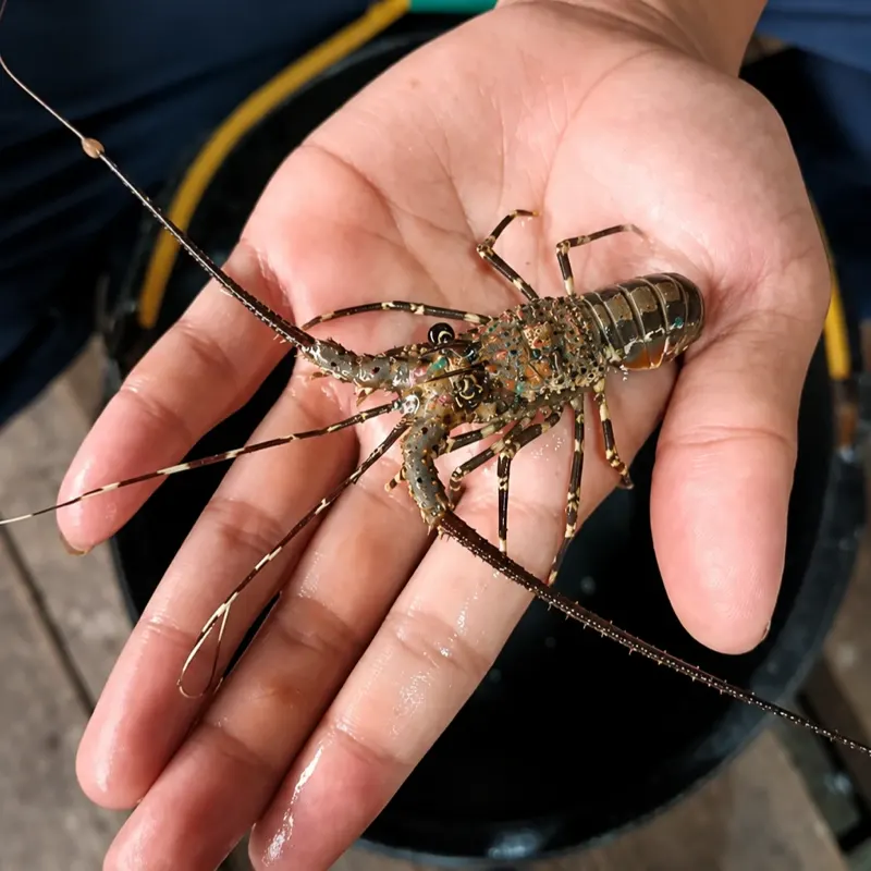 Lobster Seed